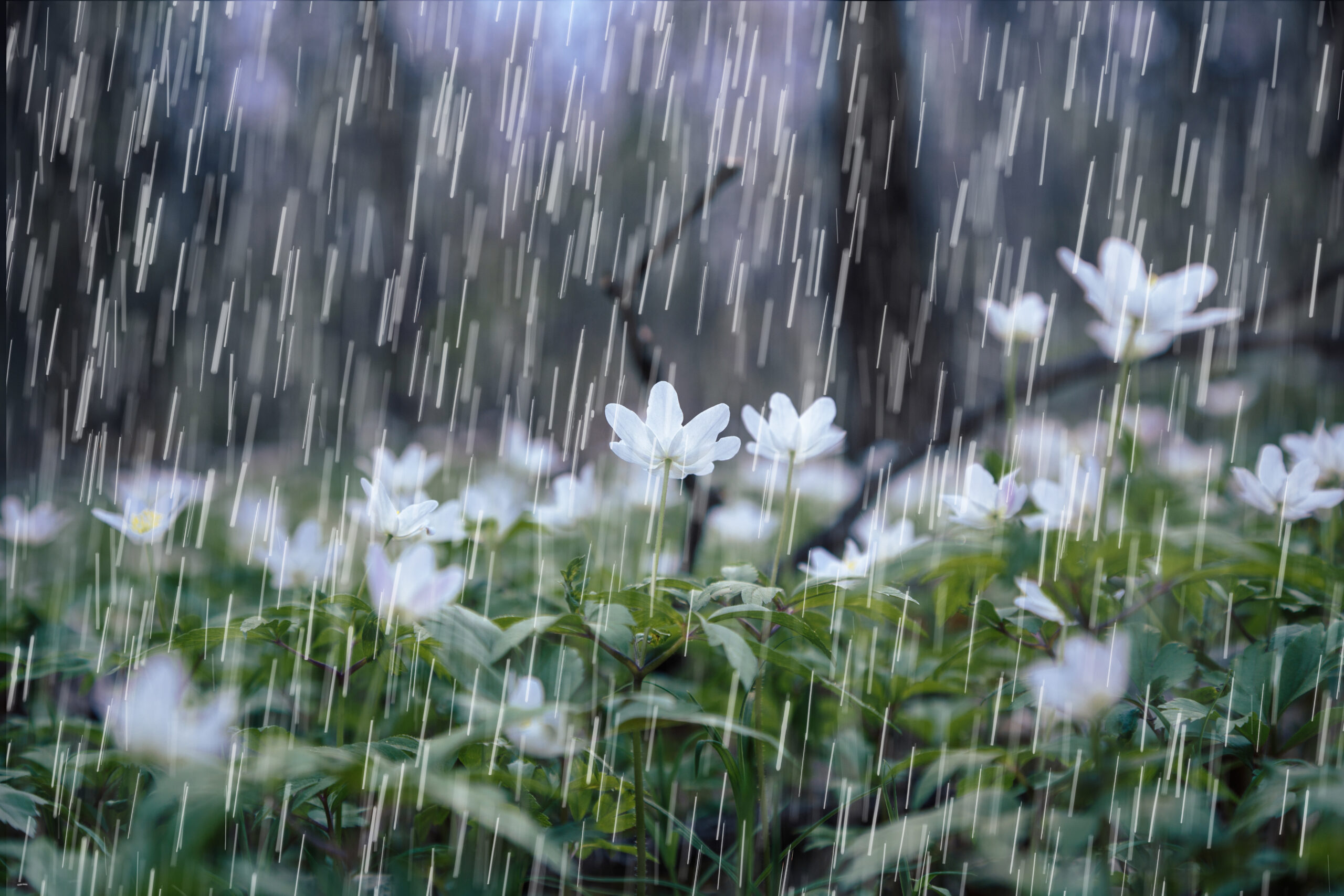 April Showers Bring May Flowers - contact Dodds today at 937-372-4408